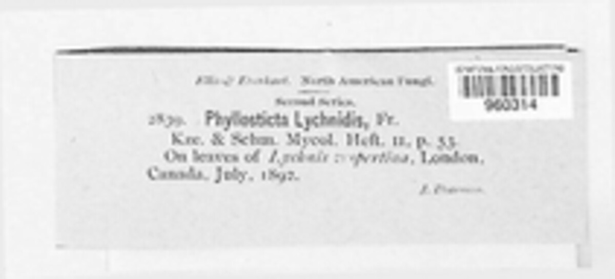 Phyllosticta lychnidis image